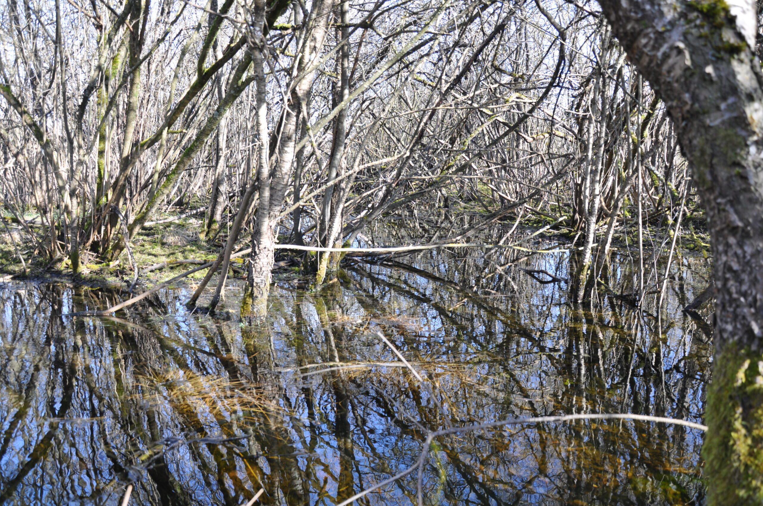 Auwald; © Eva Baier, Fischwanderung GmbH