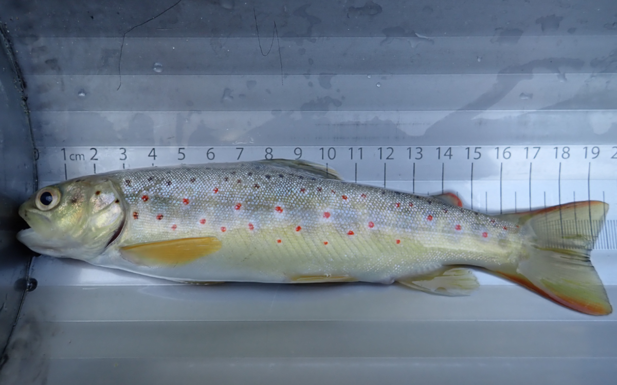 Bachforelle, © Eva Baier, Fischwanderung GmbH