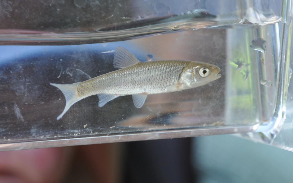 Jungfisch in Schauglas; © Eva Baier, Fischwanderung GmbH