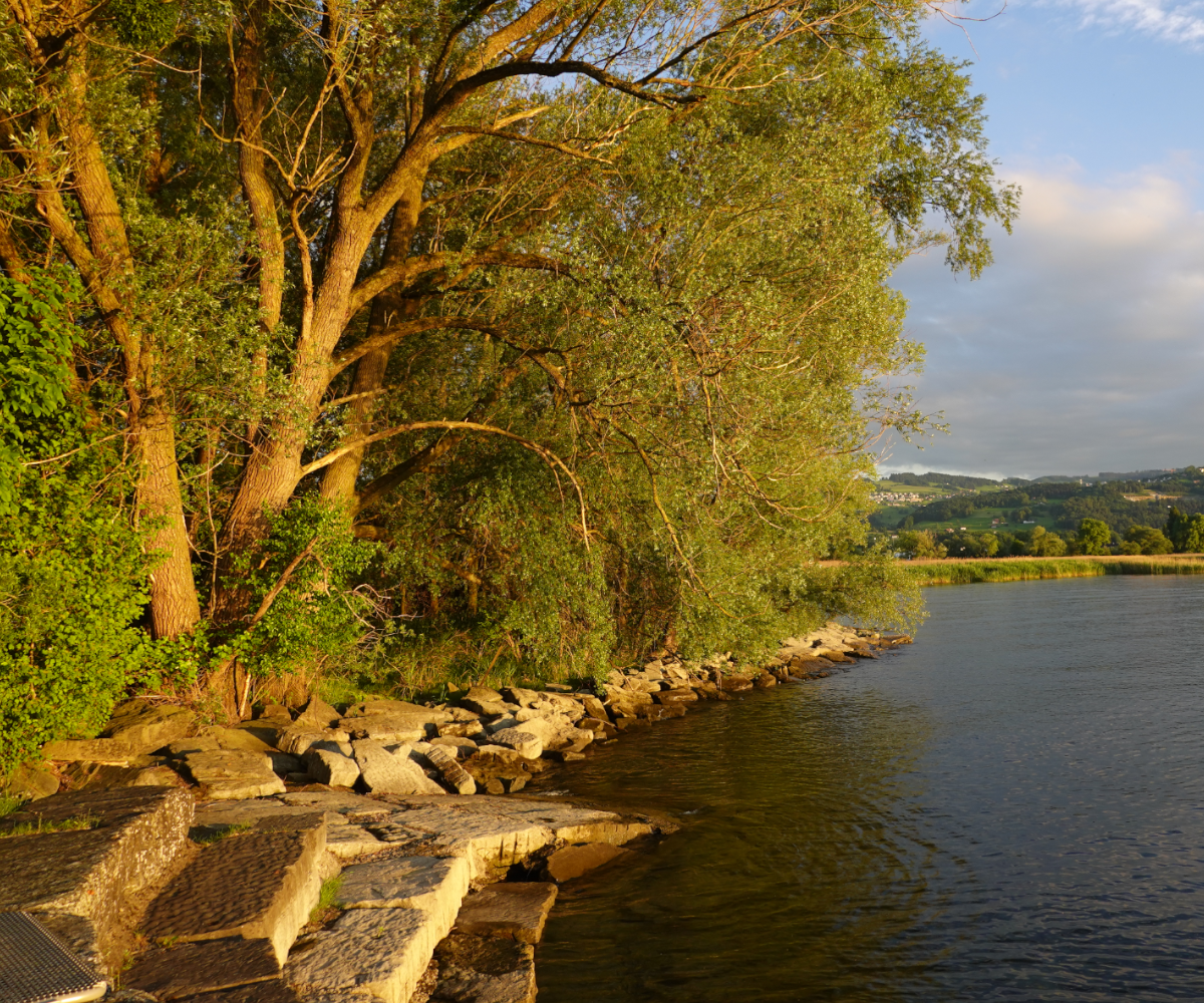 Beispielbild Uferverbauung © Eva Baier, Fischwanderung GmbH